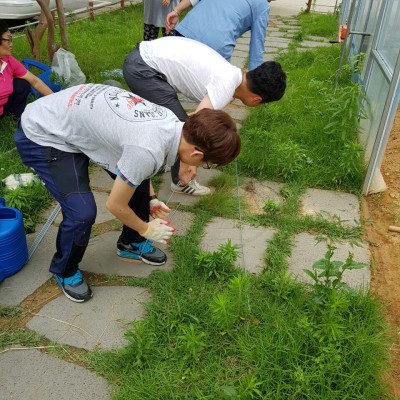 첨부 이미지 4-밤실마을 싱싱하우스 두루동 채소(열무, 청경채, 상추) 파종